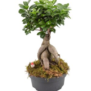 Orta Boy Ficus Bonzai
