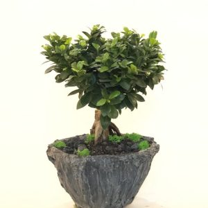 Big Ginseng Bonsai