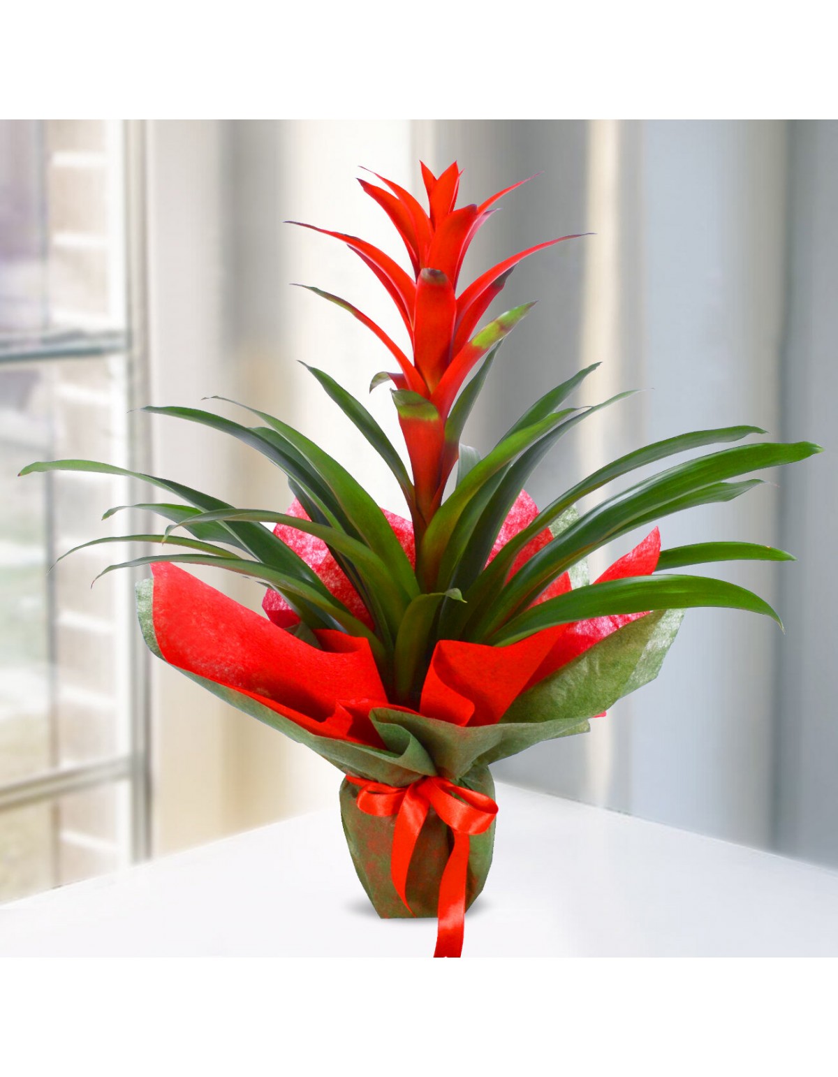 Guzmania  Saksı Bitki Serisi