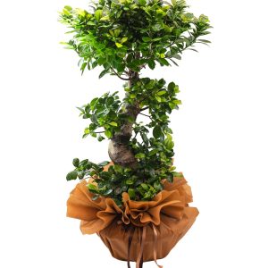 Jumbo Boy  Bonzai Bitkisi